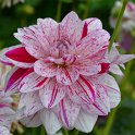 Dahlia x 'Bright Diamond' (2)